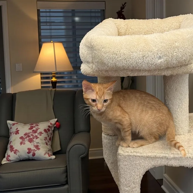 A baby small-sized female Tabby cat named Rosetta for adoption in Dallas, TX
