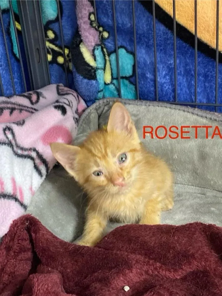 Rosetta thumbnail 3