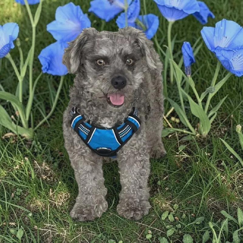 An adult small-sized male Gray / Blue / Silver Poodle dog named Benito for adoption in San Diego, CA