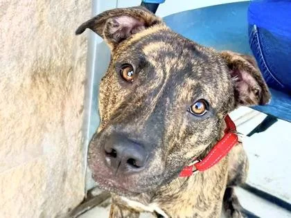 An adult medium-sized male Brindle Mixed Breed dog named Rocco for adoption in Georgetown, TX
