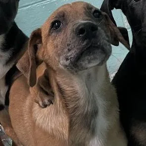 A baby small-sized male Yellow / Tan / Blond / Fawn Shepherd dog named Spotty Mcgee for adoption in Port Charlotte, FL