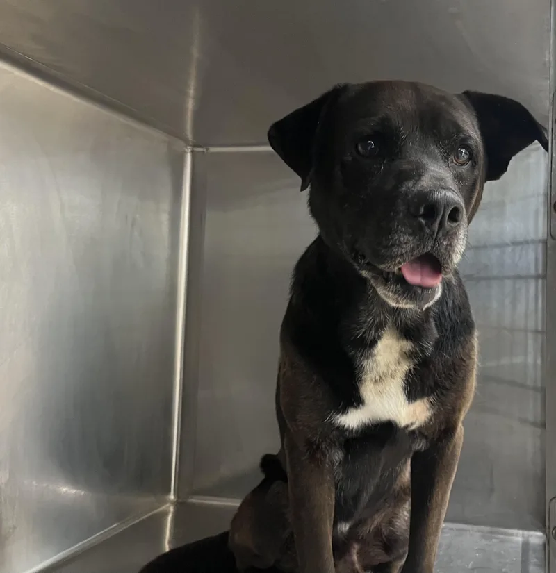 An adult large-sized male Labrador Retriever dog named Toby for adoption in San Pedro, CA