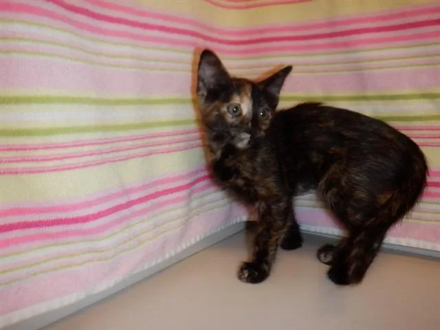 A baby small-sized female Domestic Short Hair cat named Jelly for adoption in San Jose, CA
