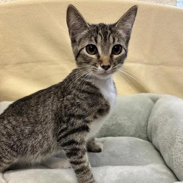 A baby small-sized female Brown / Chocolate Domestic Short Hair cat named Elm for adoption in Hawthorne, CA