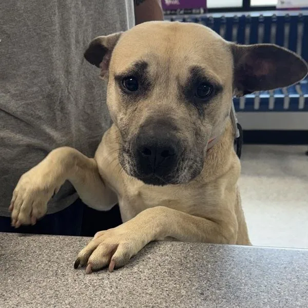 An adult medium-sized male Australian Shepherd dog named Miklo for adoption in Des Moines, IA