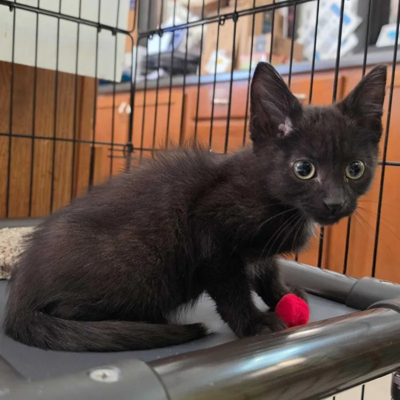 A baby small-sized male Black Domestic Short Hair cat named Audino for adoption in Davenport, IA