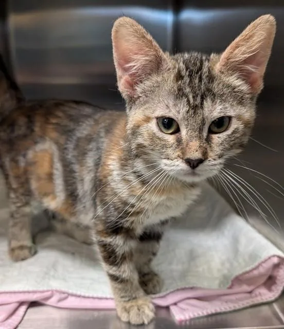 A baby medium-sized female Torbie cat named Peanut A for adoption in Plano, TX