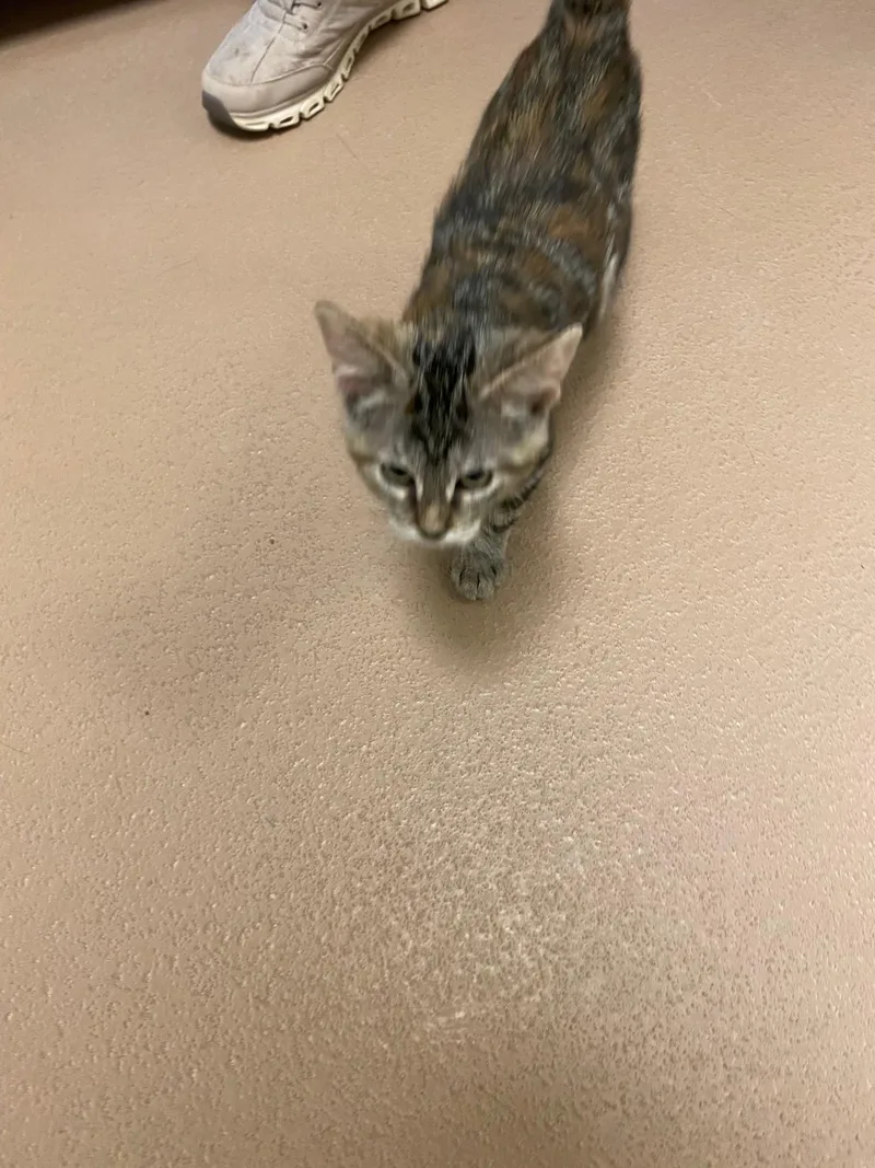 Peanut A thumbnail 2