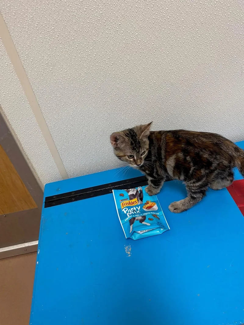 Peanut A thumbnail 3