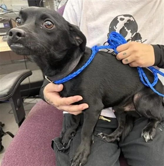 A young small-sized male Chihuahua dog named Ob for adoption in Sacramento, CA