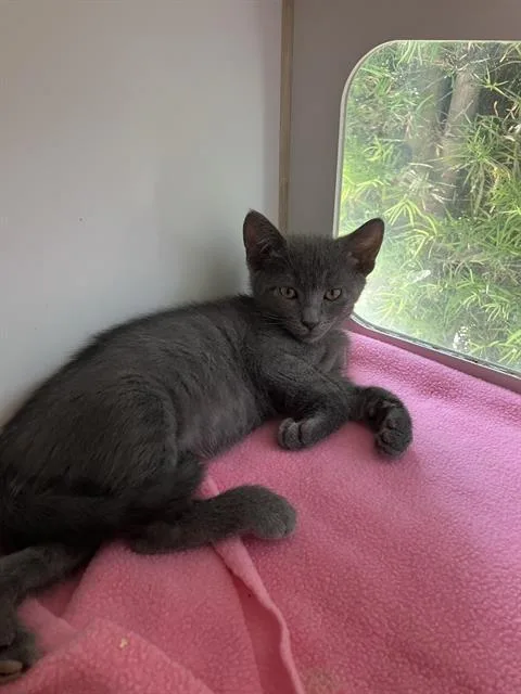 A baby small-sized male Domestic Short Hair cat named Charmin for adoption in Long Beach, CA