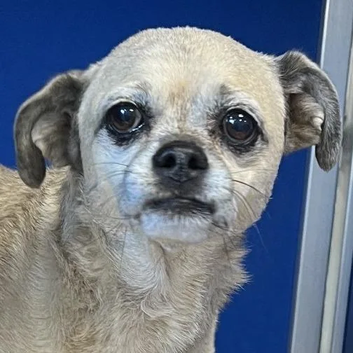 A senior small-sized female Yellow / Tan / Blond / Fawn Mixed Breed dog named Precious for adoption in Las Cruces, NM