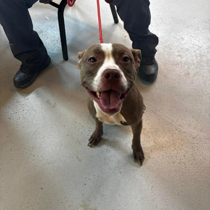 An adult medium-sized female Brown / Chocolate Mixed Breed dog named Piper for adoption in Huntington, WV