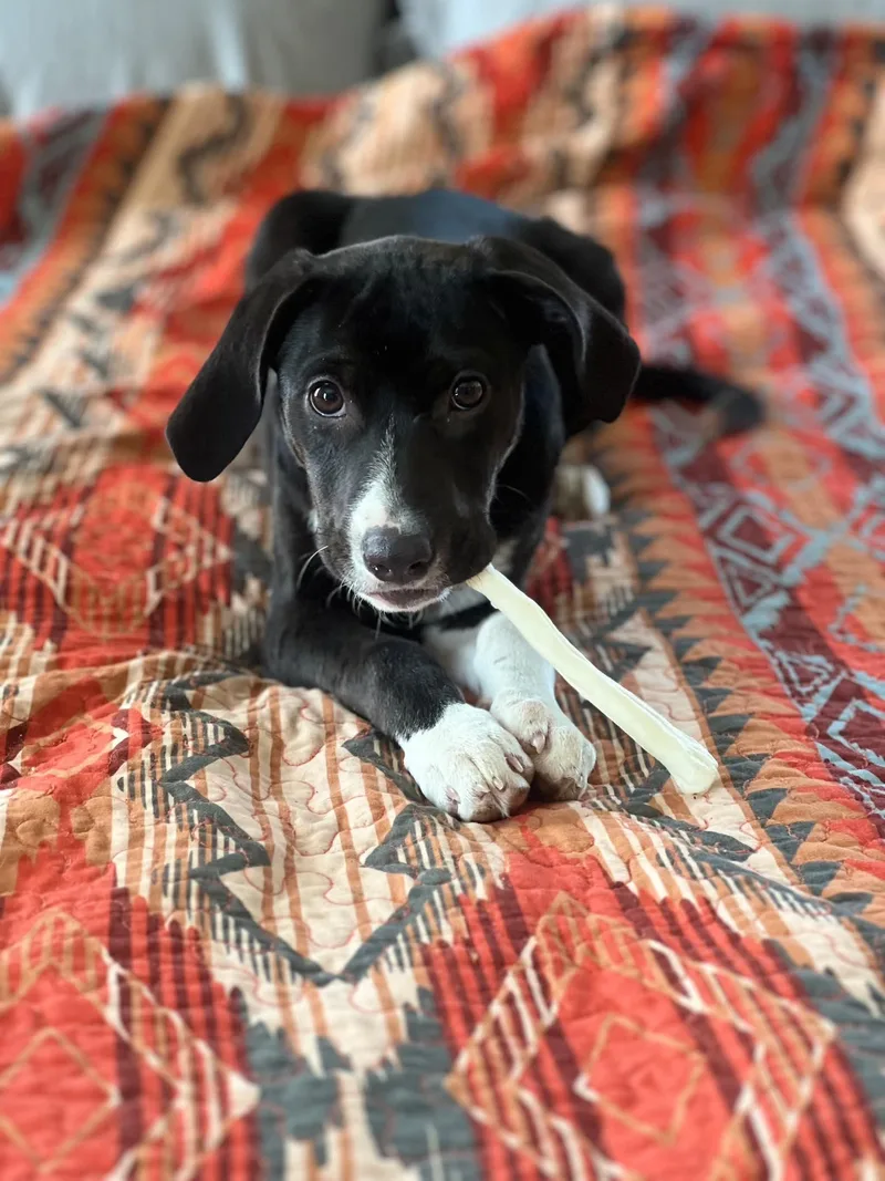 A baby large-sized female Harlequin Coonhound dog named Sherbet for adoption in Clinton, WI