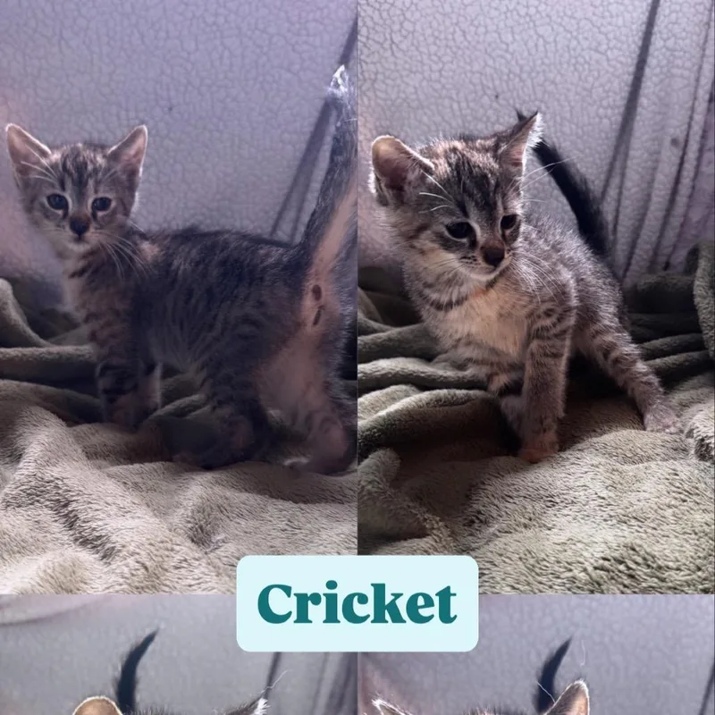 Cricket thumbnail 5