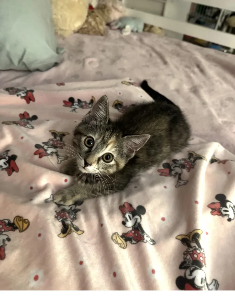 A baby small-sized female Tabby (Brown / Chocolate) Domestic Short Hair cat named Jewel for adoption in Orange, CA