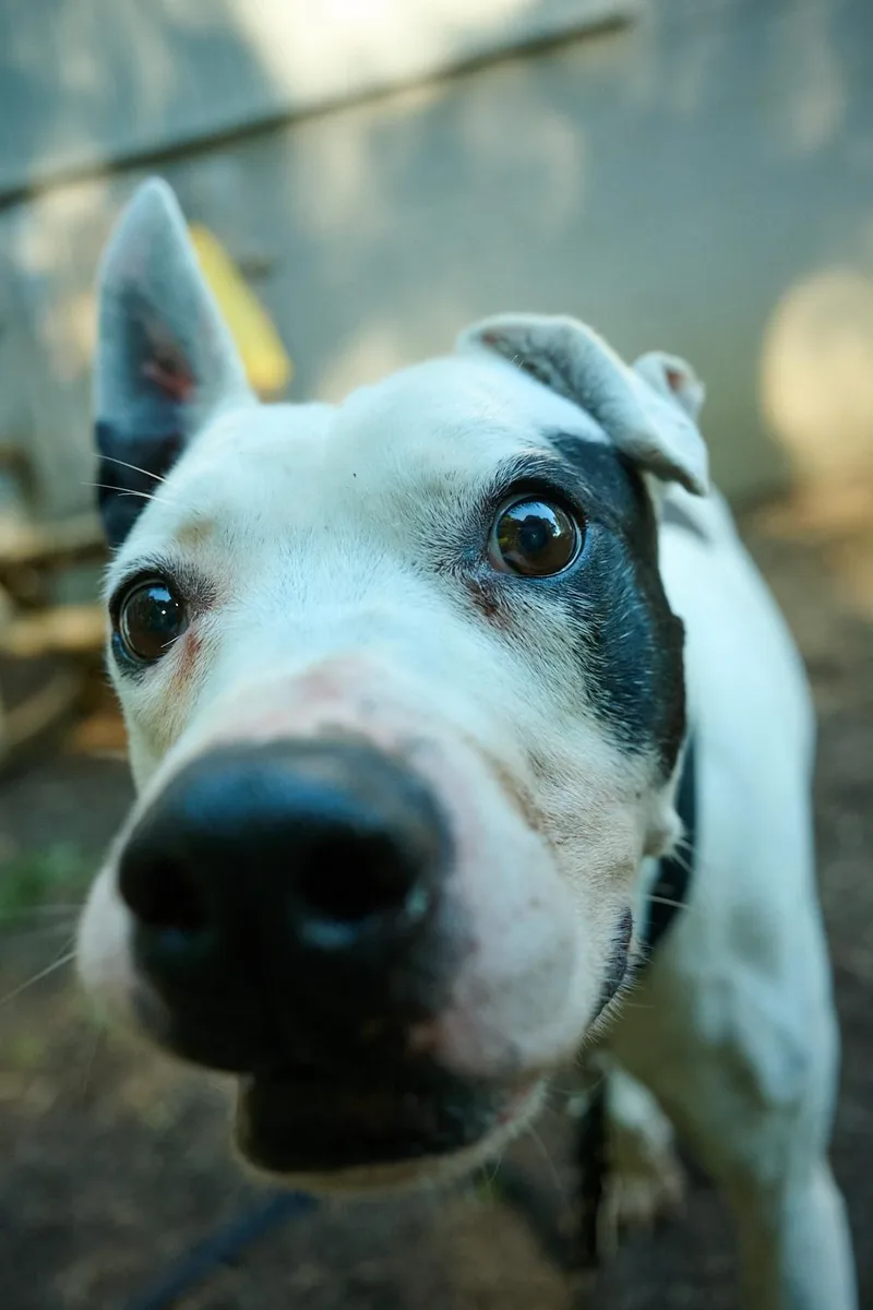 A senior medium-sized male Terrier dog named Nelson for adoption in Floyd, VA