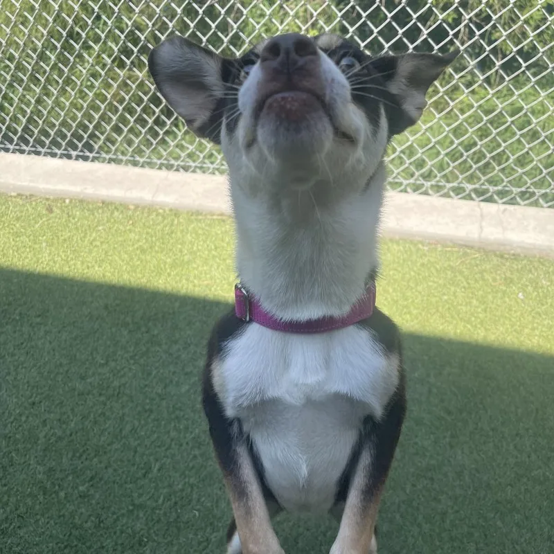 An adult small-sized female Brown / Chocolate Mixed Breed dog named Jitterbug for adoption in Galveston, TX