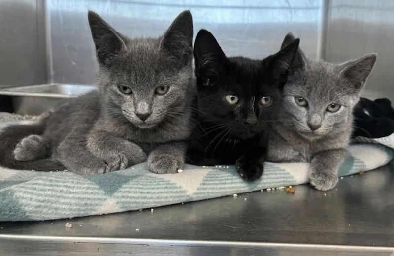 A baby small-sized female Domestic Short Hair cat named Pepper for adoption in Hartsville, SC
