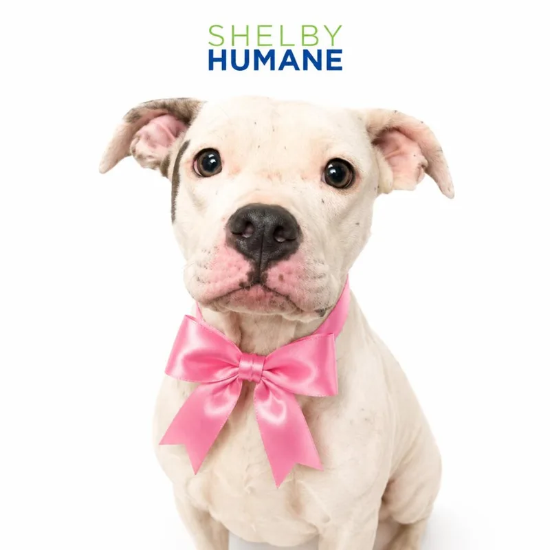 An adult medium-sized female White / Cream Mixed Breed dog named Honey Mustard for adoption in Columbiana, AL