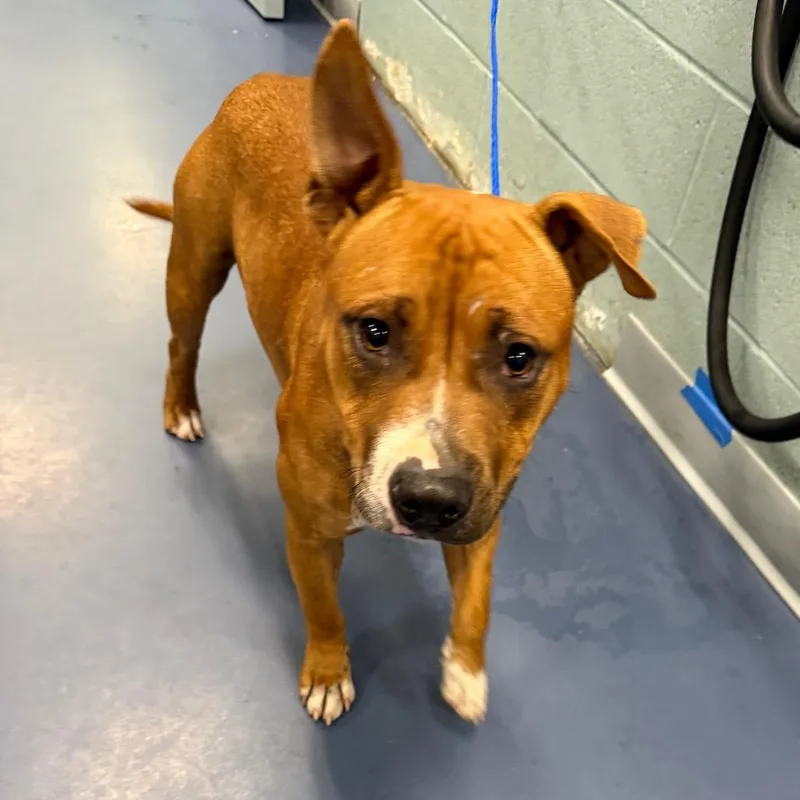 A young medium-sized male Apricot / Beige Pit Bull Terrier dog named Chucky Cheese for adoption in Greensboro, NC
