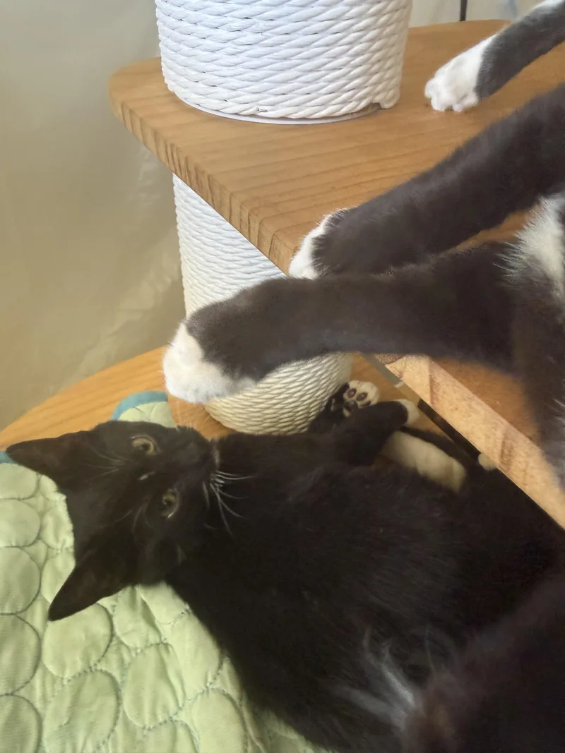 A young small-sized male Tuxedo cat named Rocco for adoption in San Jose , CA