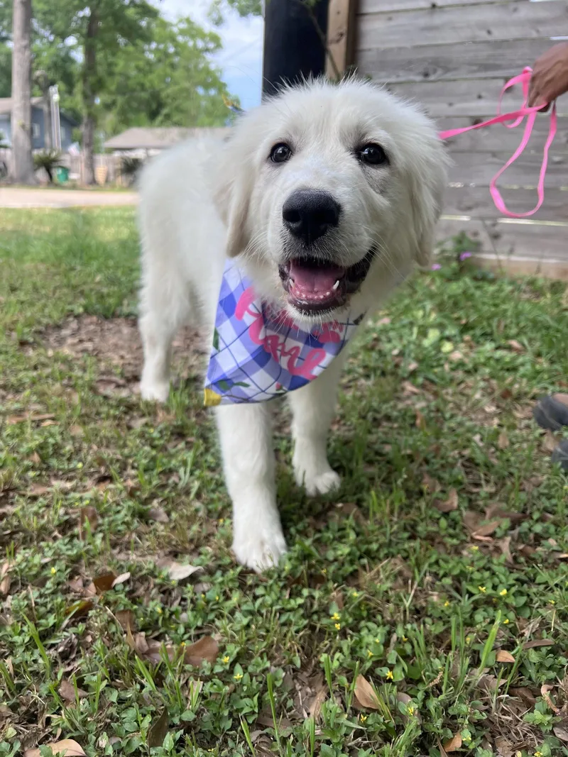 A baby large-sized female White / Cream Great Pyrenees dog named Tilly for adoption in Spring, TX
