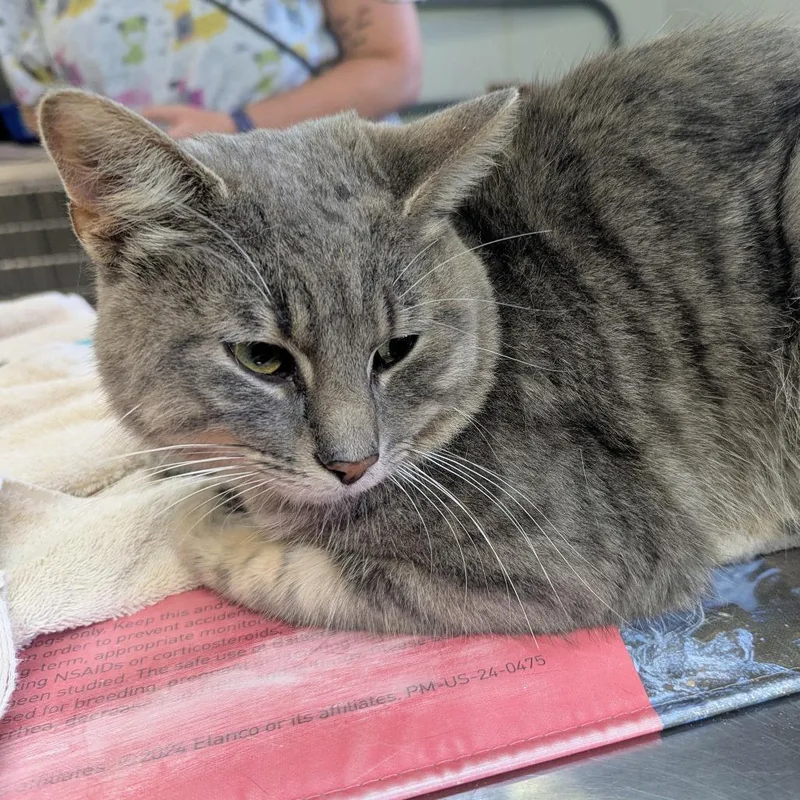 An adult medium-sized male Gray / Blue / Silver Domestic Short Hair cat named Ryan for adoption in Marysville, OH