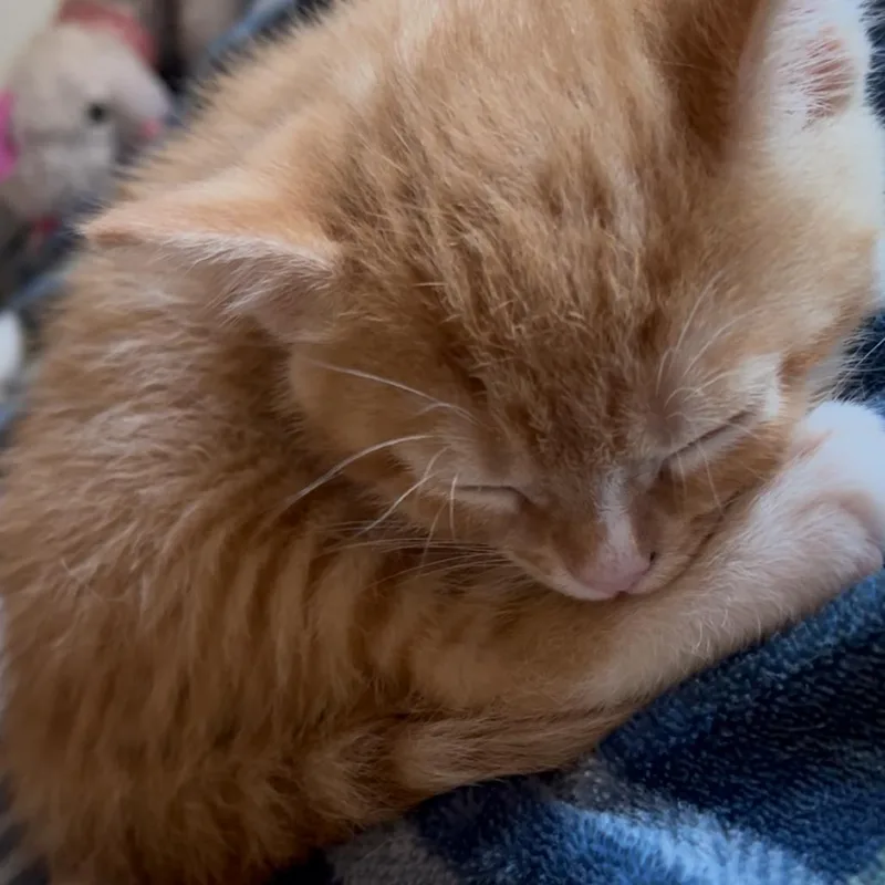 A baby small-sized male Orange / Red Domestic Short Hair cat named Jasper for adoption in La Grange, KY