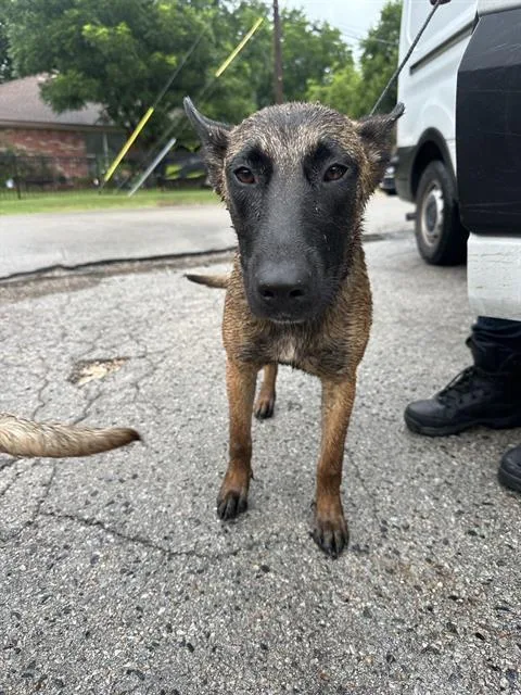 A young large-sized female Belgian Shepherd / Malinois dog named Beba for adoption in Dallas, TX