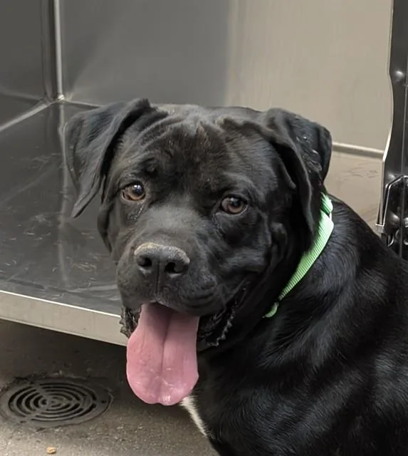 A young medium-sized male Pit Bull Terrier dog named Hugo for adoption in Tucson, AZ