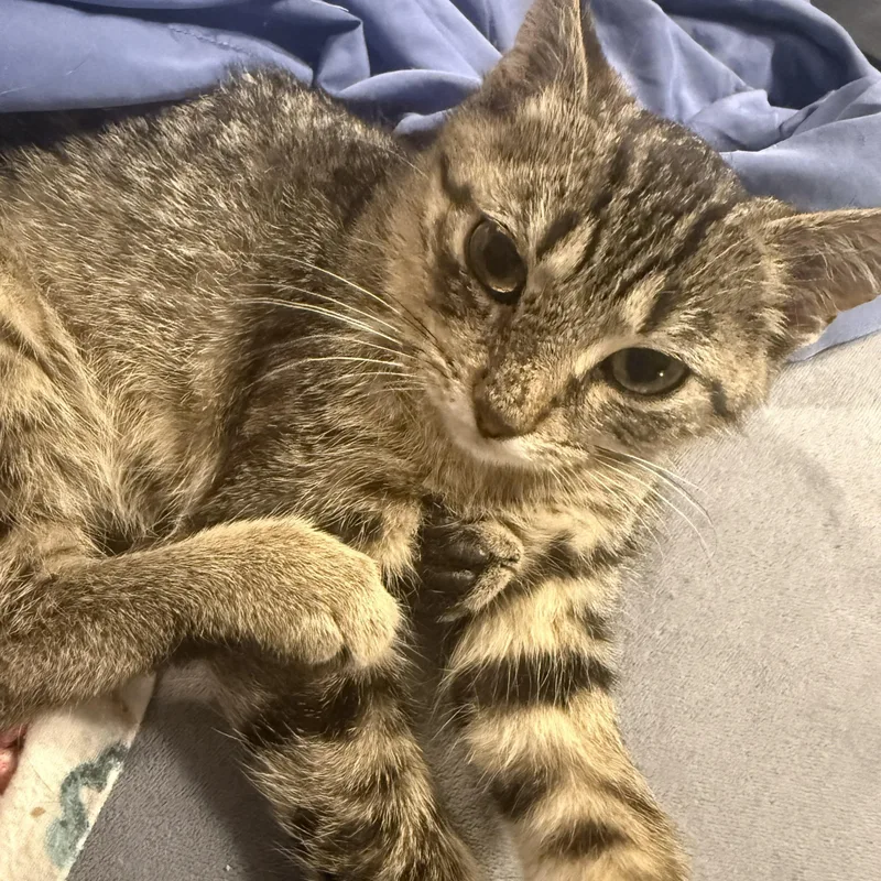 A baby medium-sized female Tabby (Buff / Tan / Fawn) Domestic Short Hair cat named Sugar for adoption in De Soto, IA
