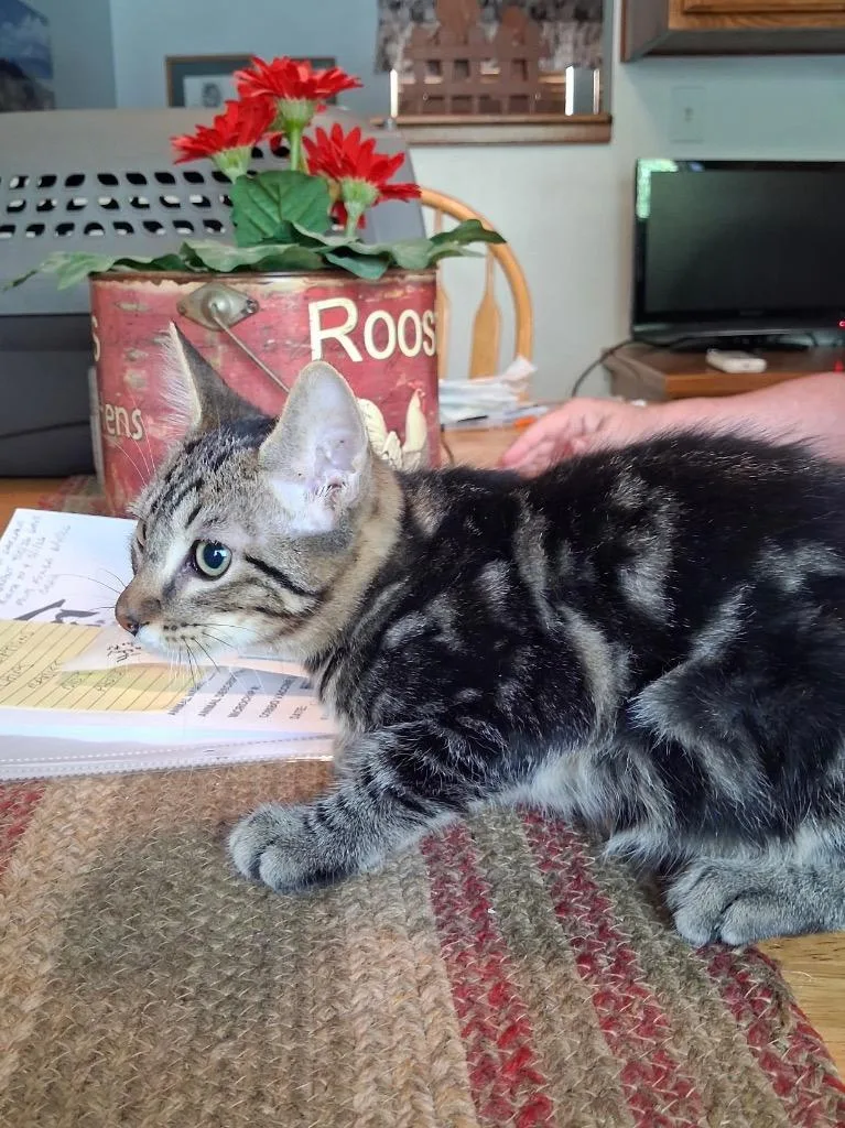 A baby small-sized male Domestic Short Hair cat named Piper for adoption in Ogden, UT