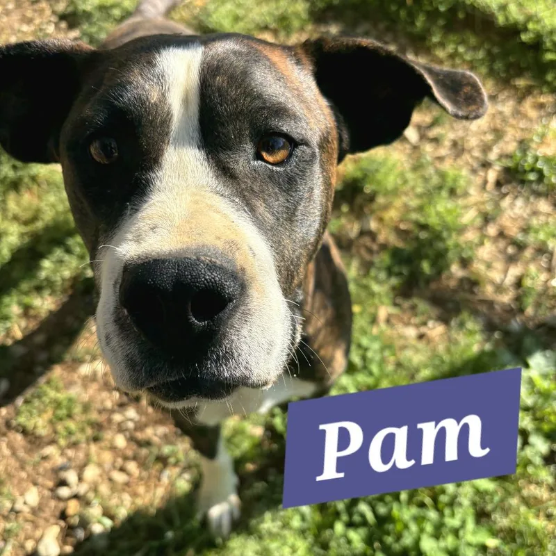 An adult medium-sized female Brindle Boxer dog named Pam for adoption in Talbott, TN