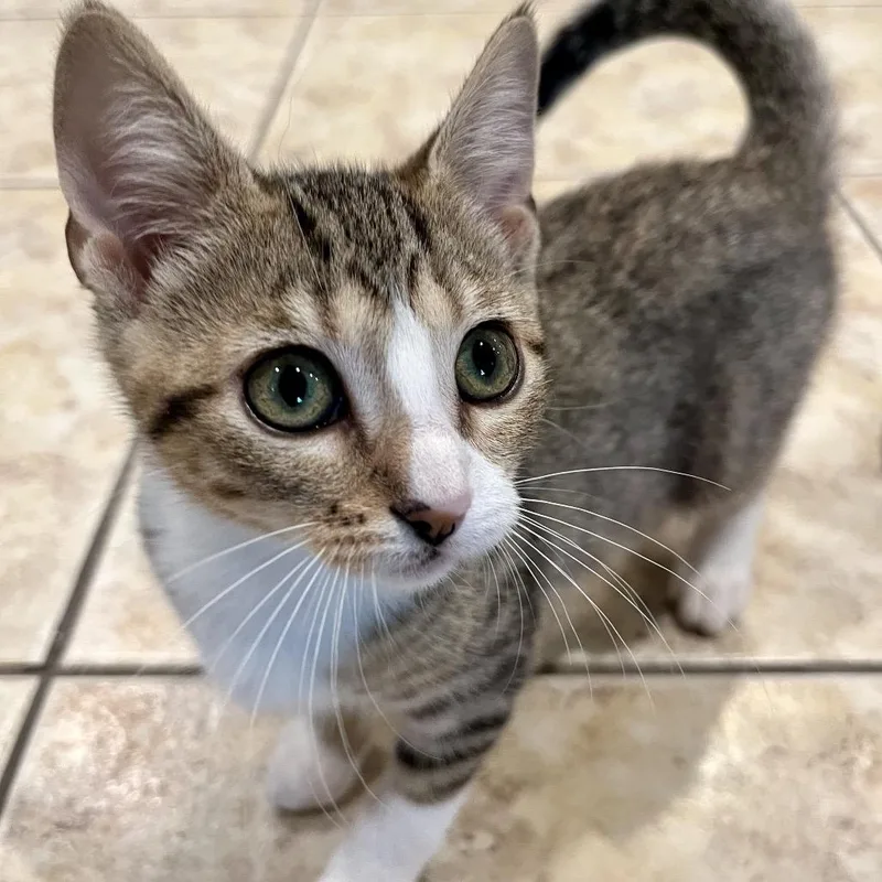 A baby small-sized female Brown / Chocolate Domestic Short Hair cat named Juniper for adoption in Peachtree City, GA