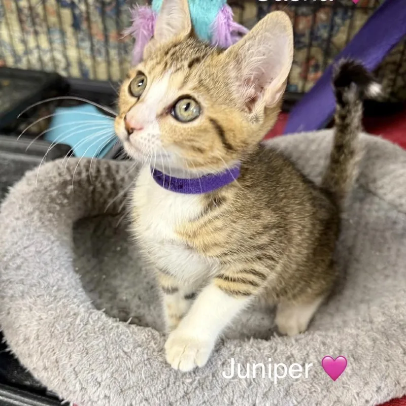 Juniper thumbnail 4