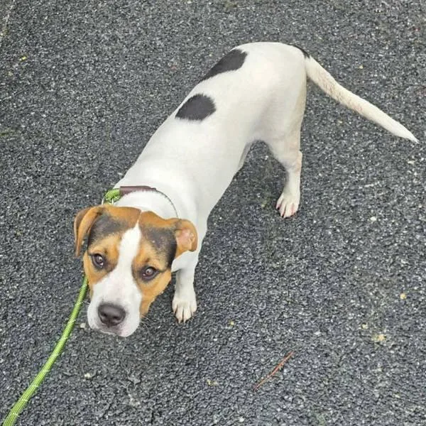 A young medium-sized male Pit Bull Terrier dog named Spot for adoption in Salisbury, MD