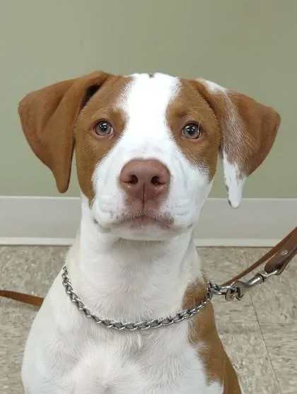 A young medium-sized female Pointer dog named Trudy for adoption in Hastings, NE