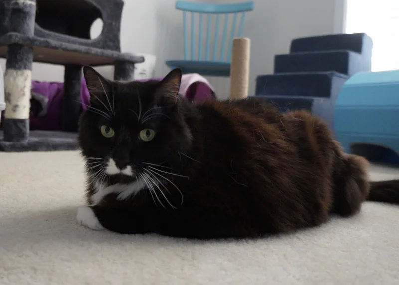 An adult large-sized male Black & White / Tuxedo Tuxedo cat named Edgar for adoption in Buford, GA