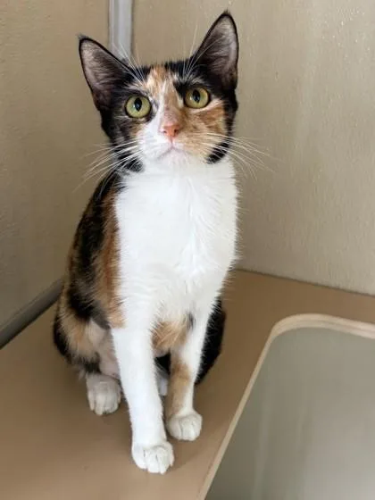 A baby small-sized female Domestic Short Hair cat named Grace for adoption in Honolulu, HI