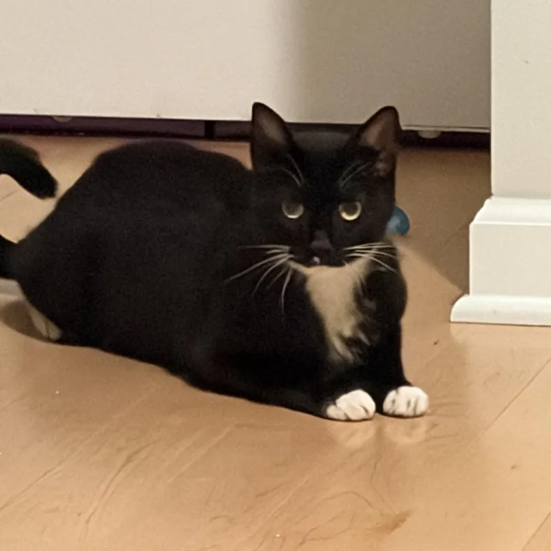 A young medium-sized female Black & White / Tuxedo Domestic Short Hair cat named Bella for adoption in Albany, NY