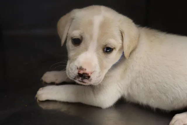 A baby small-sized female Mixed Breed dog named Peony for adoption in Columbia, SC