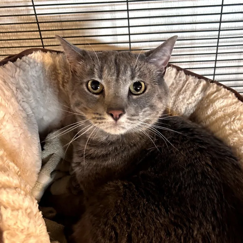 An adult large-sized male Gray / Blue / Silver Domestic Short Hair cat named Chuck for adoption in Hanna City, IL