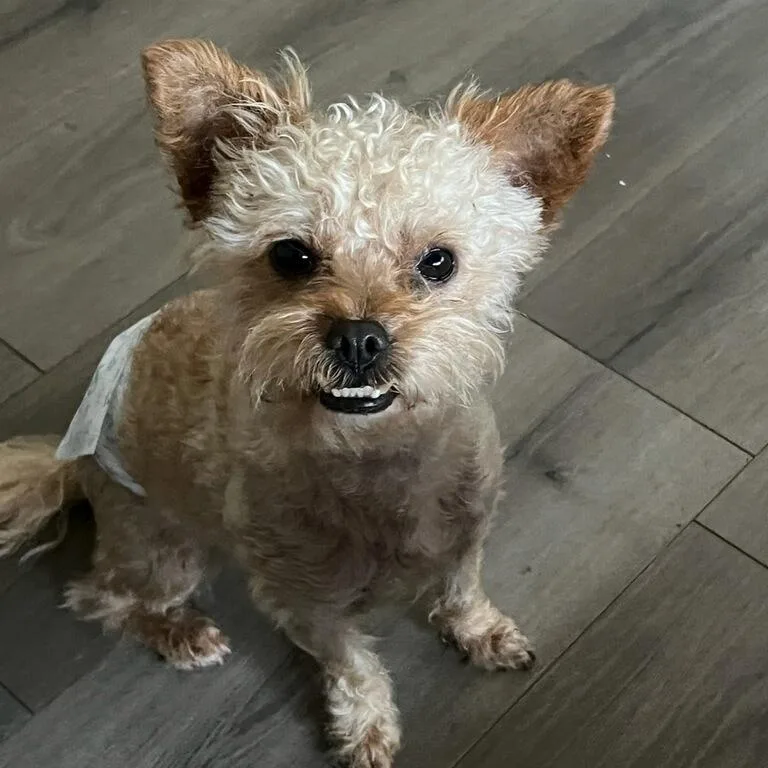 A young small-sized male Golden Cairn Terrier dog named Gregster for adoption in Greenville, SC
