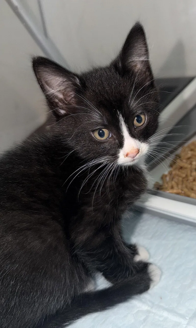 A young medium-sized male Black & White / Tuxedo Domestic Short Hair cat named Harrison for adoption in Coralville, IA