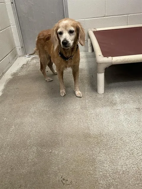 An adult small-sized female Cocker Spaniel dog named A for adoption in Rosenberg, TX
