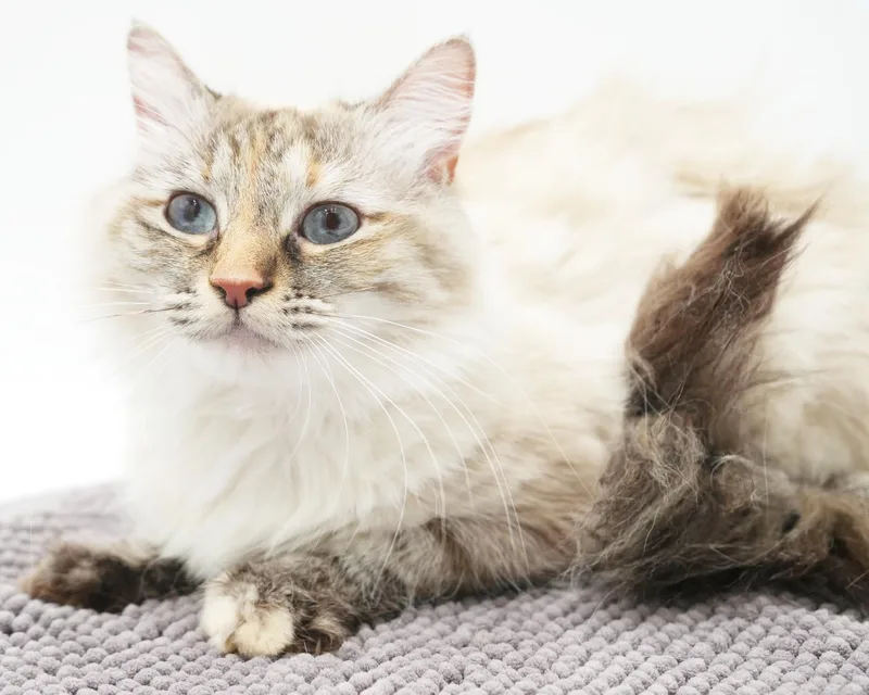 A young small-sized male Blue Cream Birman cat named Charger and Pippa  for adoption in Bedford Hills, NY