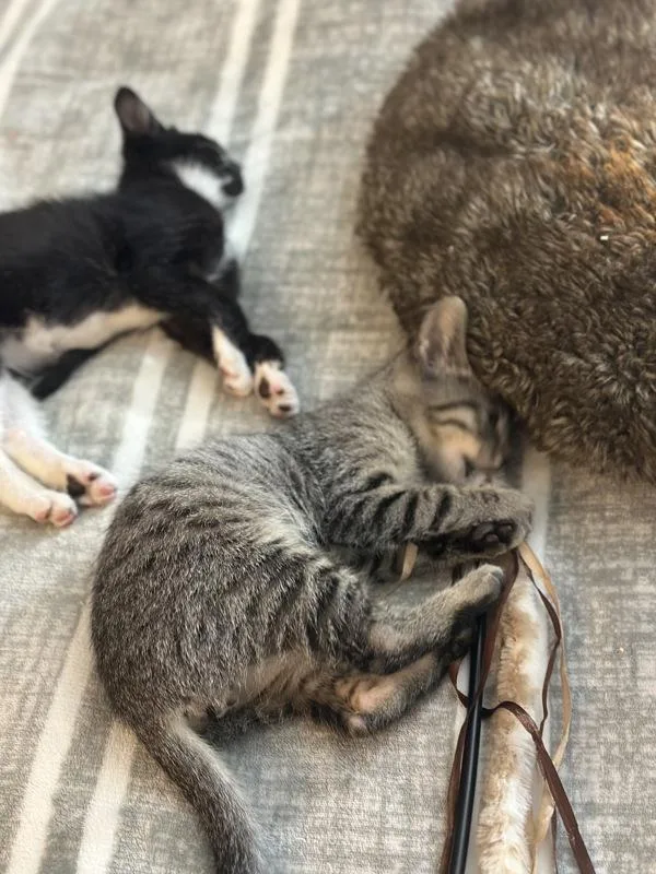 A baby small-sized male Domestic Short Hair cat named Cowboy for adoption in Vallejo, CA