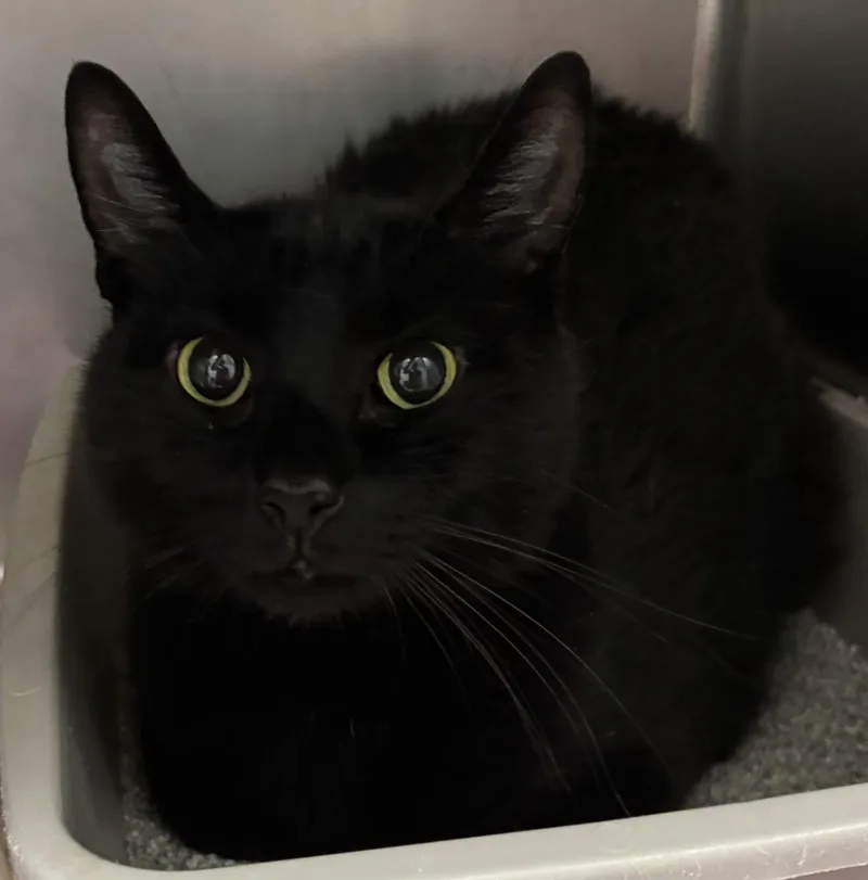 An adult medium-sized female Black Domestic Short Hair cat named Ruthie for adoption in Yorkville, IL