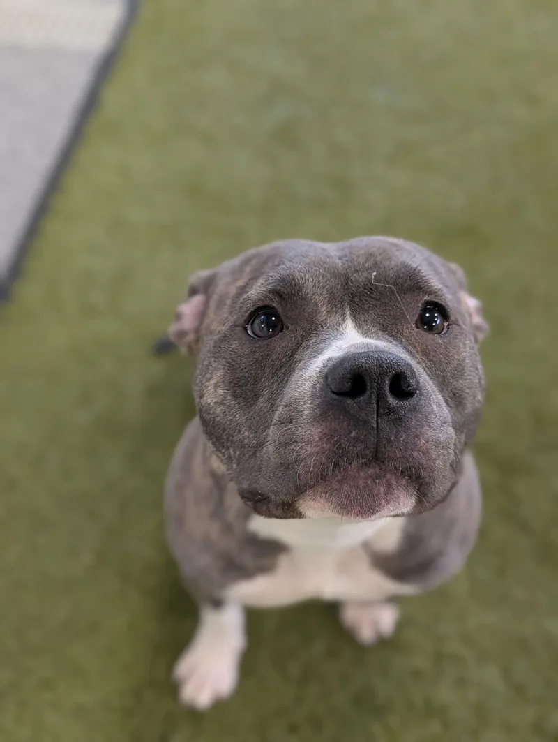 An adult medium-sized female Gray / Blue / Silver English Bulldog dog named Lettie for adoption in Cedar Rapids, IA